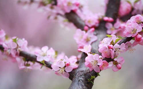 风水堂：什么是死桃花？