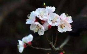 丙戌日柱一定离婚吗 丙戌日为什么婚姻不顺