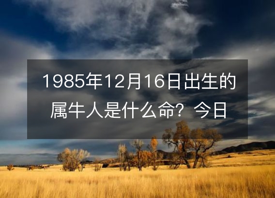 1985年12月16日出生的属牛人是什么命？今日八字命运好吗