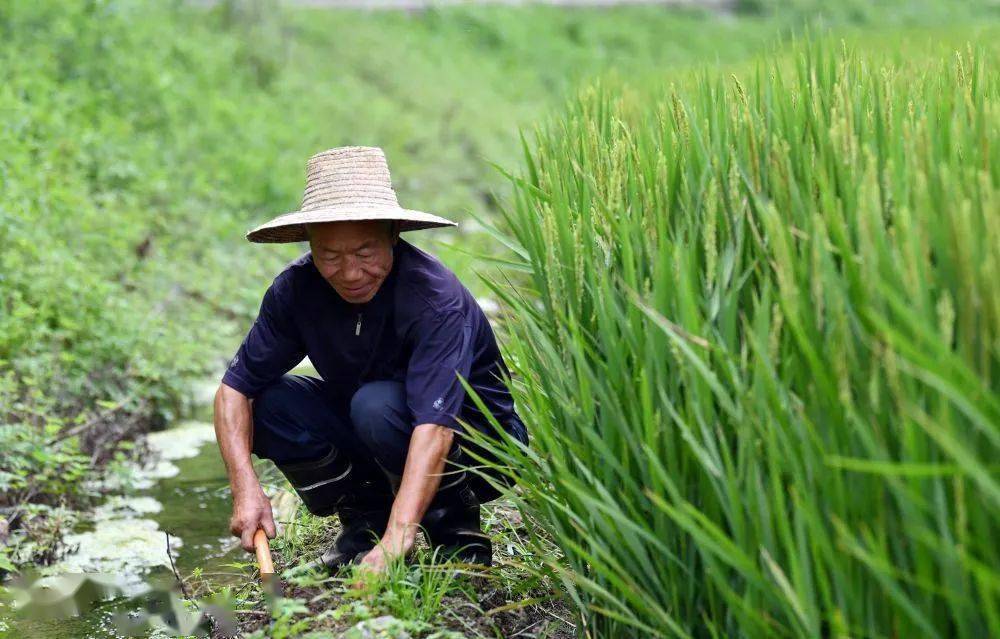 民国三十二年最严重的饥荒年，你知道多少？