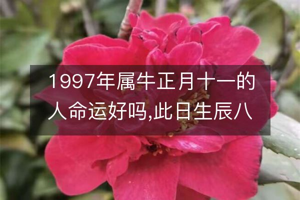 1997年属牛正月十一的人命运好吗,此日生辰八字如何